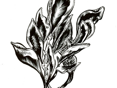 Foliage 2 drawing foliage illustration ink plant