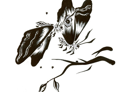 Unidentified 1 butterflies butterfly drawing illustration ink