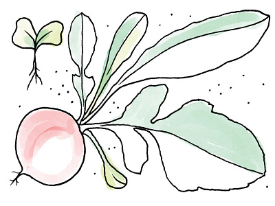 Radish digital illustration illustration texture water color