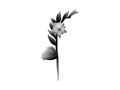 Floral series black and white blossom botanical digital floral flowers gradient illustration nature photoshop