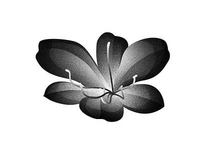 Floral series / Blooming Lotus black and white blooming digital floral flower gradient illustration lotus photoshop plant