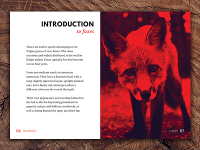 Vulpes - A booklet about Foxes booklet design for print fox foxes grids indesign layout photoshop print print design vulpes