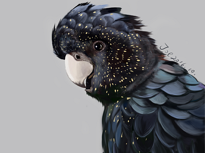 black parrot ps