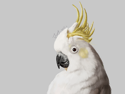white parrot ps