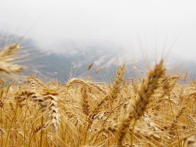 Golden sorghum