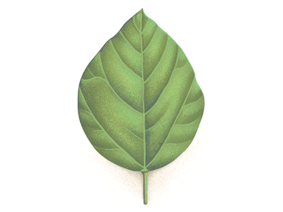 Soy leaf illustratrion