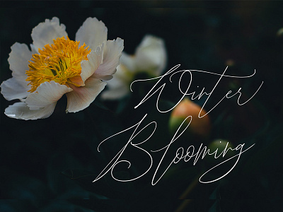 Winter Blooming Elegant Font