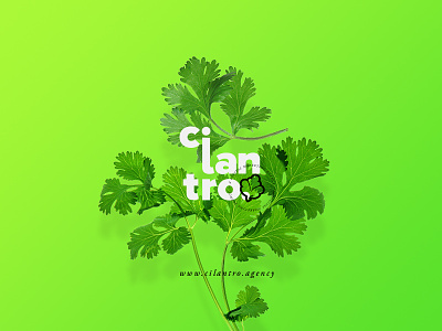 Cilantro Agency branding