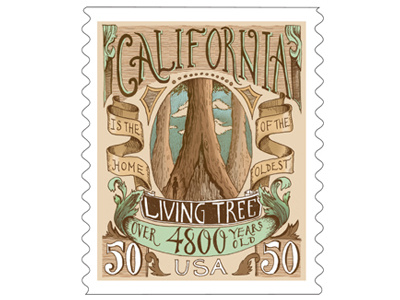 Postage Stamp Design for California illustration lettering post stamp typography