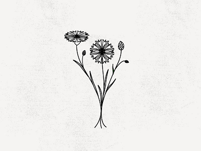 CORNFLOWER cornflower flower hand draw icon wildflower wolf and wildflowers