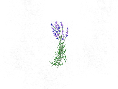 LAVENDER branding flowers herbs illustration lavender