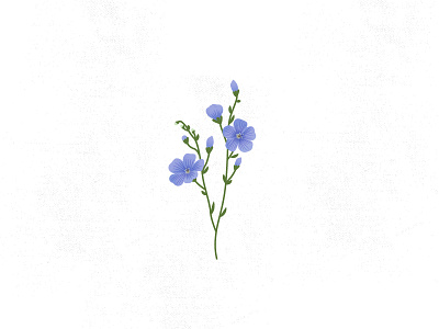 BLUE FLAX blue flax flax flax flower flowers high desert wildflowers icon illustration wildflowers
