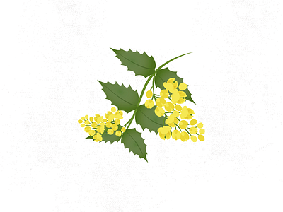 OREGON GRAPE