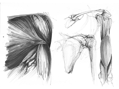 Study anatomy art drawing illustration sketch study