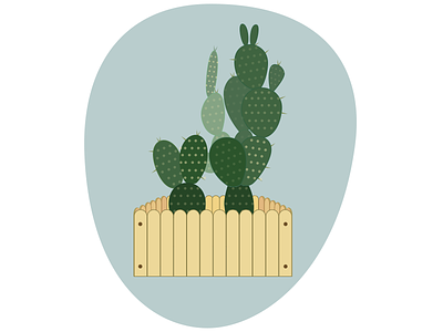 Opuntia Stricta cactus opuntia stricta