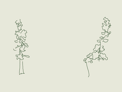 Blind Contour • Trees