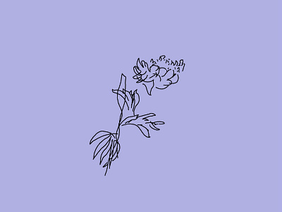 Blind Contour • Peony