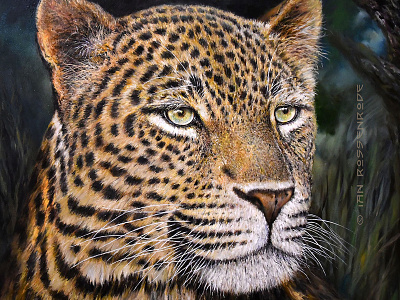 Leopard Head - oils on canvas african animals animal art fine arts illustration leopard wildlife