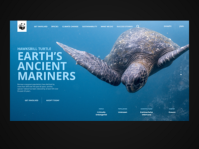 The Hawksbill Turtle WWF website concept design interaction design nature sustainability typography ui uidesign uidesigner ux uxdesign uxdesigner web web design webdesign