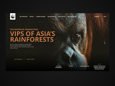 The Bornean Orangutan WWF website concept design interaction design nature sustainability typography ui uidesigner ux uxdesigner web web design