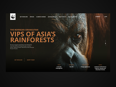 The Bornean Orangutan WWF website concept