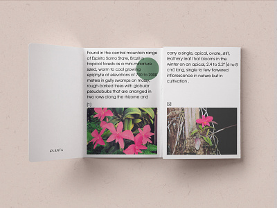 Planta - Brand Development branding design editorial label leaflet magazine magazine ad packaging type