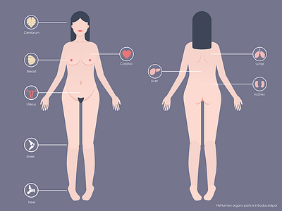 Human organs parts is introduced