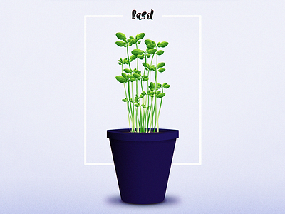 Basil basil herb herbs illustration kitchen nature plant vectors