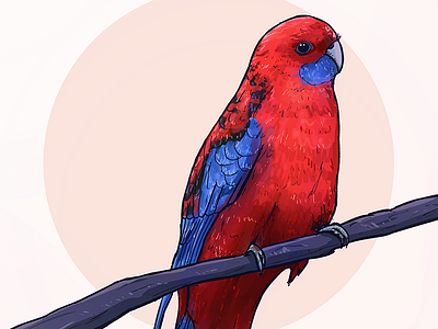 Parrot cute digital digital painting illustration parrot photoshop