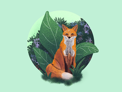 Fox illustration animal animals drawing fox nature procreate