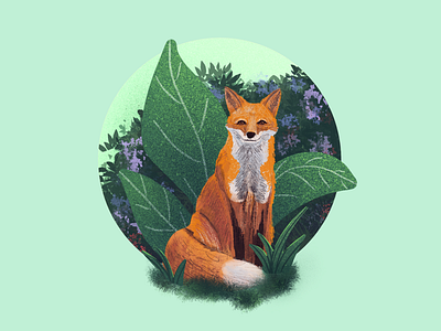 Fox illustration