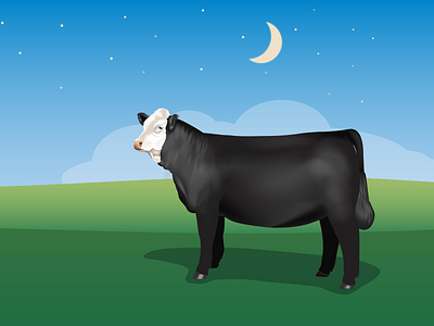 Black Simmental beef cows illustration landscape simmental