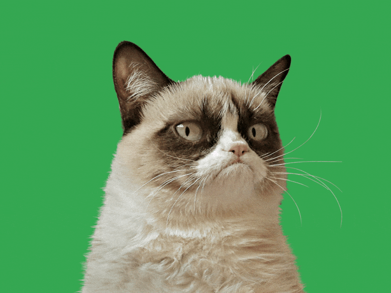 Grumpy Cat animation animation 2d cat character design google google search graphic design grumpy cat motion design photo animation search