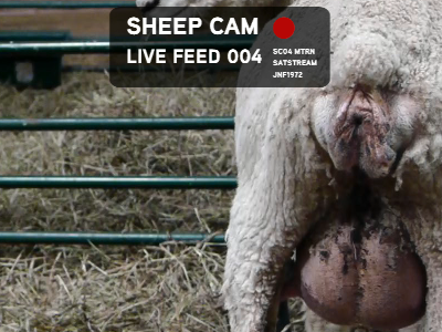 Weren't expecting to see *that* this morning, were you? aaux pro sheep genitals video web app