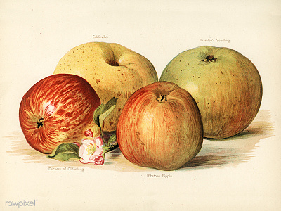 Vintage apples apple apples drawing illustration public domain vintage