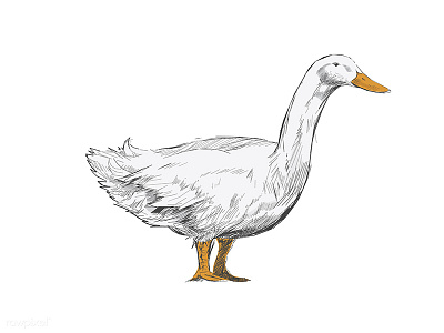 Farm animal : Quack quack! drawing duck illustration sketch vector