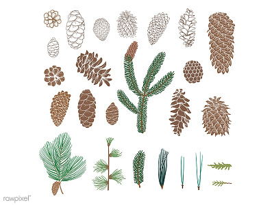 Nature pine tree set illustration vector