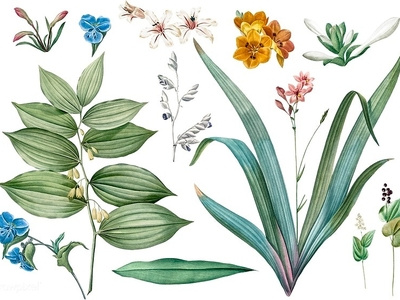 Vintage Botanical : Set1 batanical drawing flower graphic leaves vector vintage