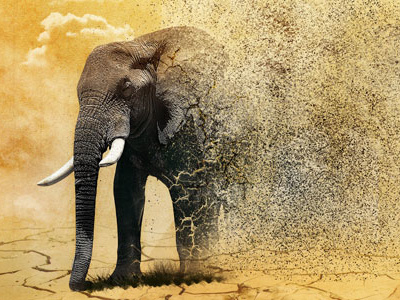 African Elephant Disappearing Effect