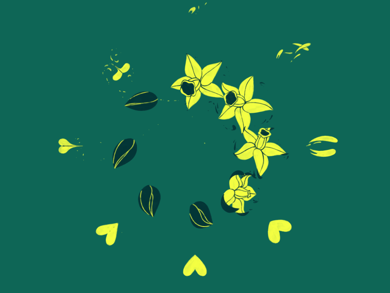 Daffodil 2d cel animation cycle daffodil floral flowers green heart loop yellow