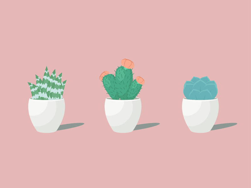 A trio of succulents