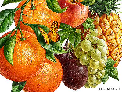 Illustration with fruits. fruits illustration inorama packaging