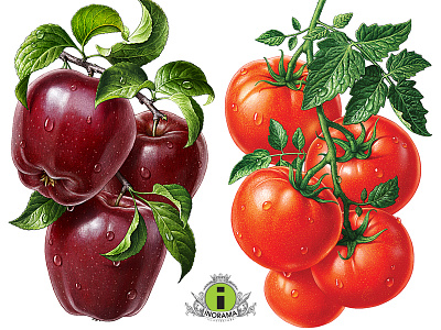 Illustration with tomatoes and apples. apples botanyart fruits illustration rottaler tomatoes