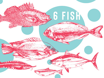 Salmon designs, themes, templates and downloadable graphic elements on  Dribbble