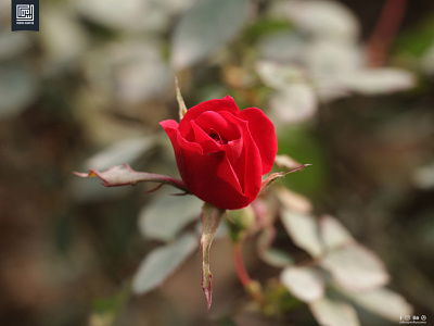 Photography: Red as rose designed by usama dslr flower photography photography usama ashfaq