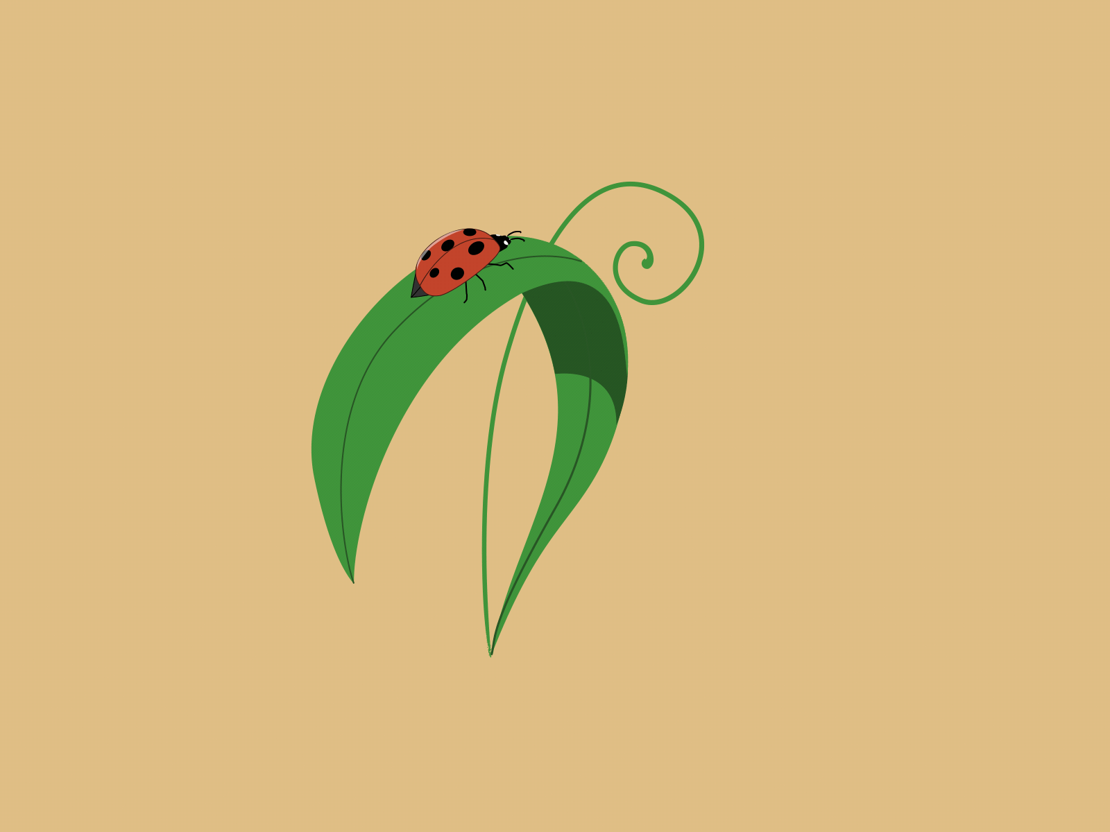 Ladybird on a Grass