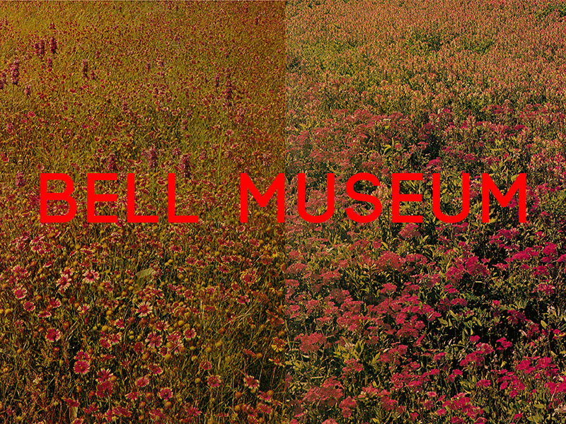 Bell Museum