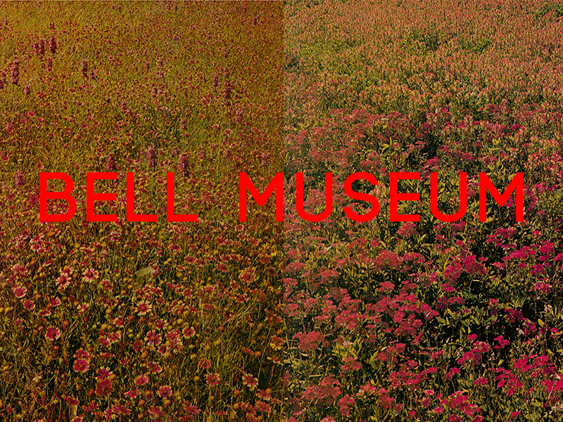 Bell Museum flowers type