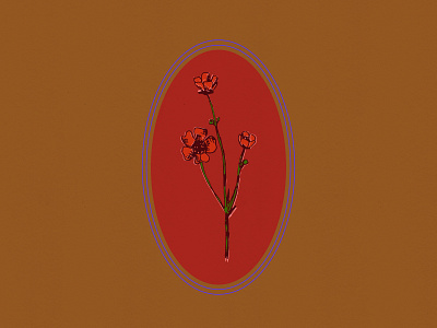 Common Poppy flower illustration