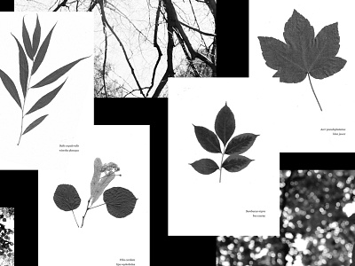 The meaning of trees project black and white grid leaf leaves nature trees